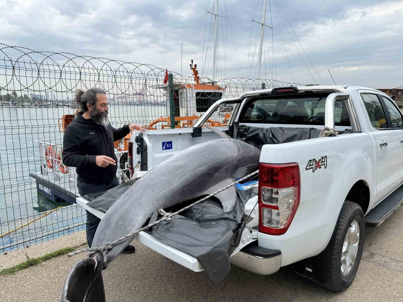 Boyu 2,5 metre: Mersin'de yunus balığı ölü olarak bulundu