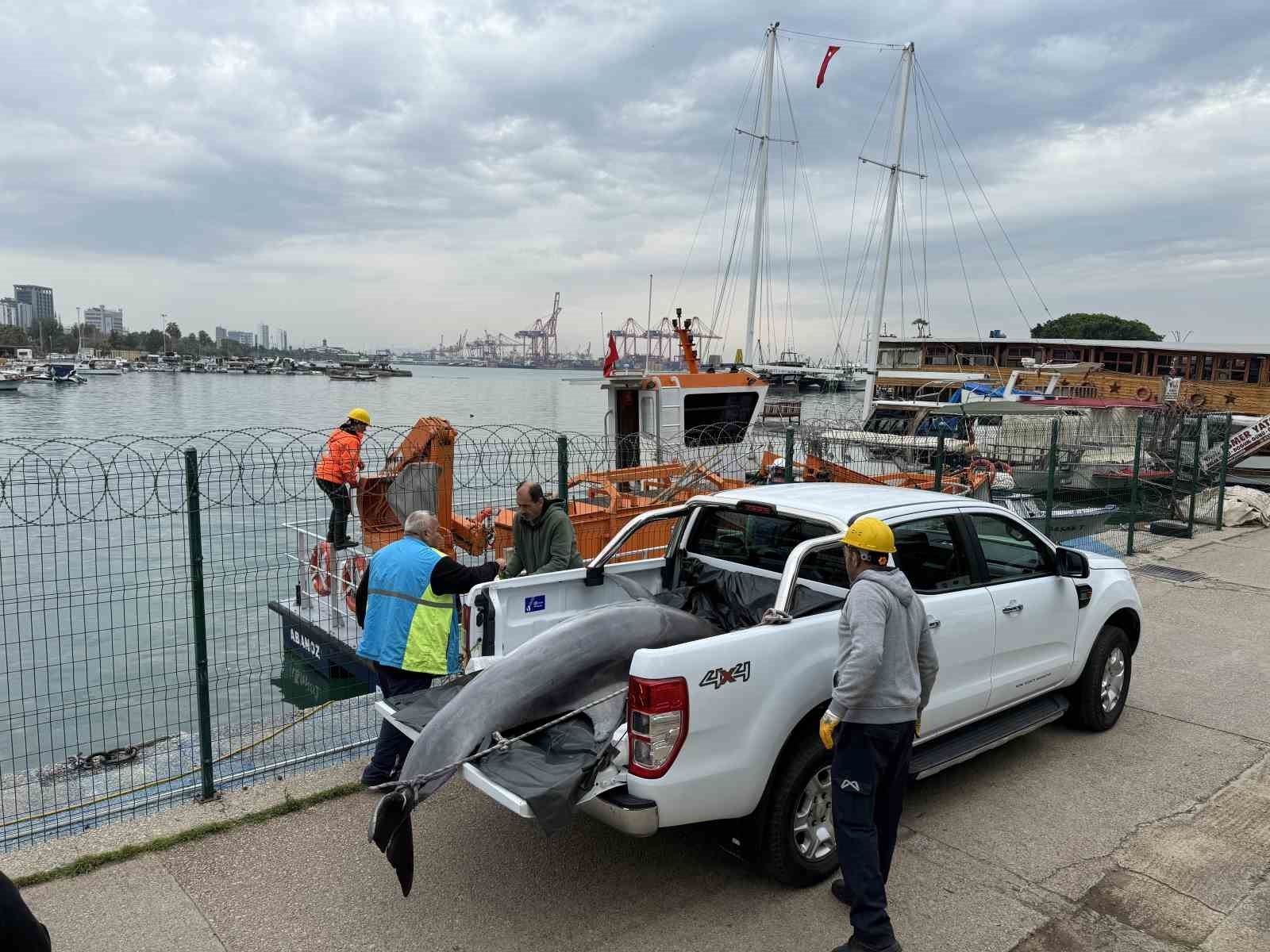 Boyu 2,5 metre: Mersin'de yunus balığı ölü olarak bulundu