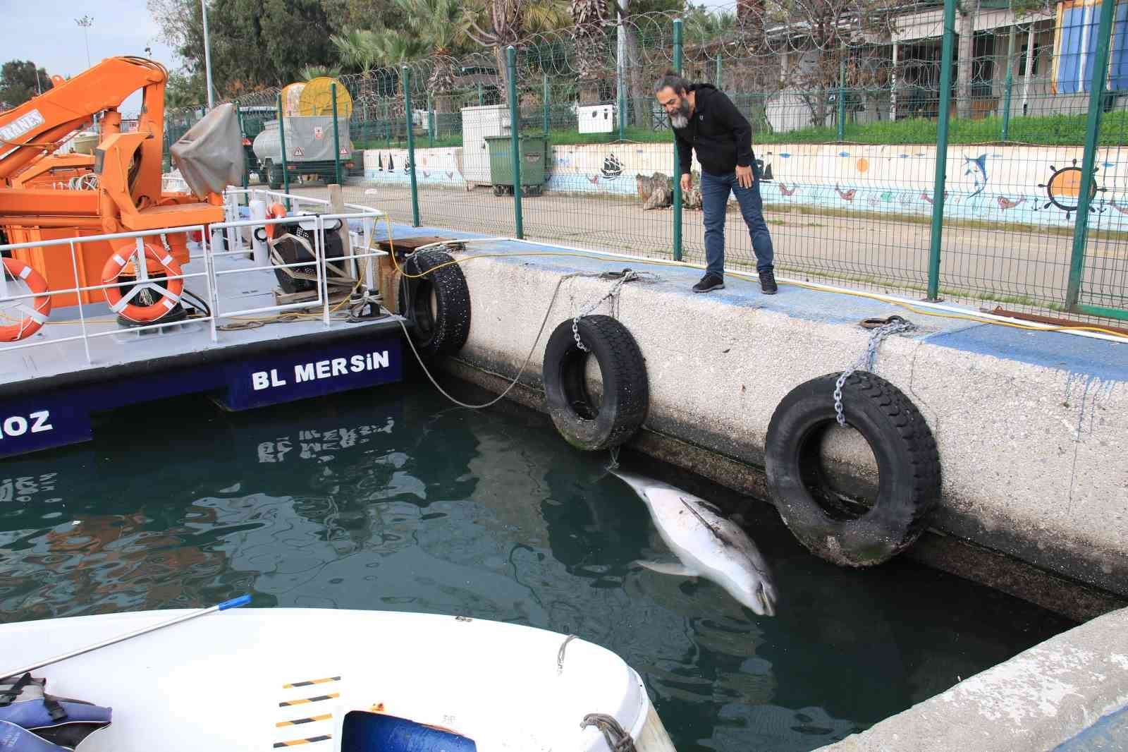 Boyu 2,5 metre: Mersin'de yunus balığı ölü olarak bulundu