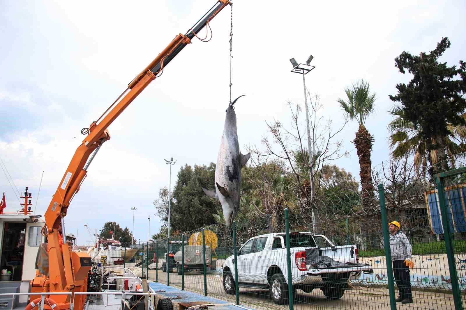 Boyu 2,5 metre: Mersin'de yunus balığı ölü olarak bulundu