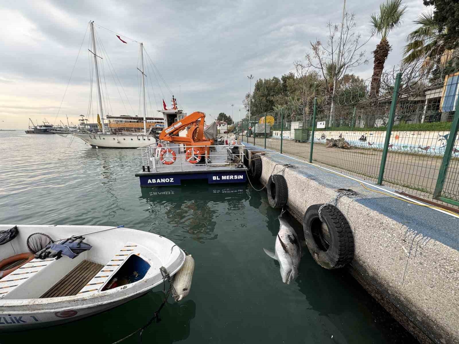 Boyu 2,5 metre: Mersin'de yunus balığı ölü olarak bulundu