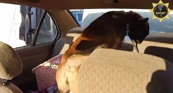 Durdurulan otomobilde 6 kilo skunk ele geçirildi; 1 tutuklama