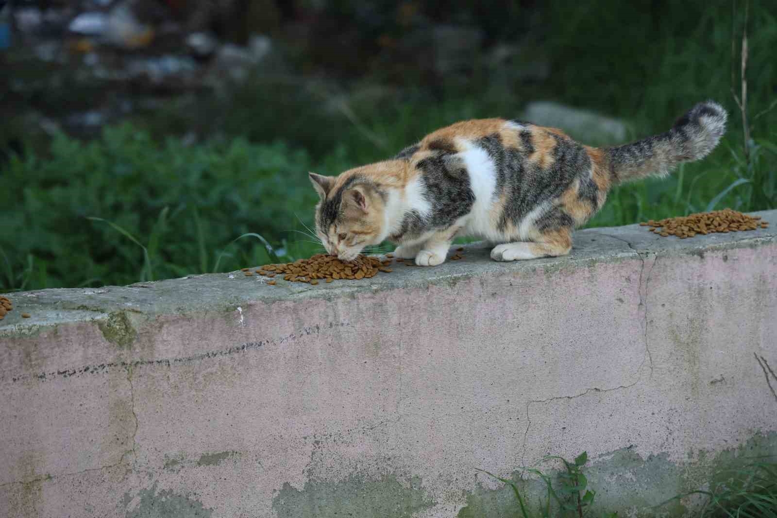 Fatma öğretmen, enkaz kentin sokak hayvanlarına umut oldu
