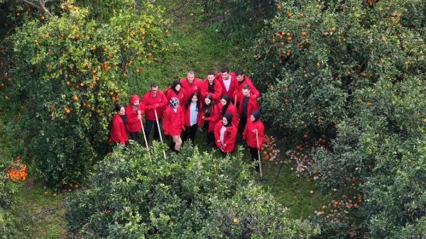 Hatay'da genç gönüllüler narenciye hasadına destek oluyor