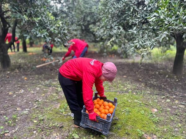 Hatay'da genç gönüllüler narenciye hasadına destek oluyor