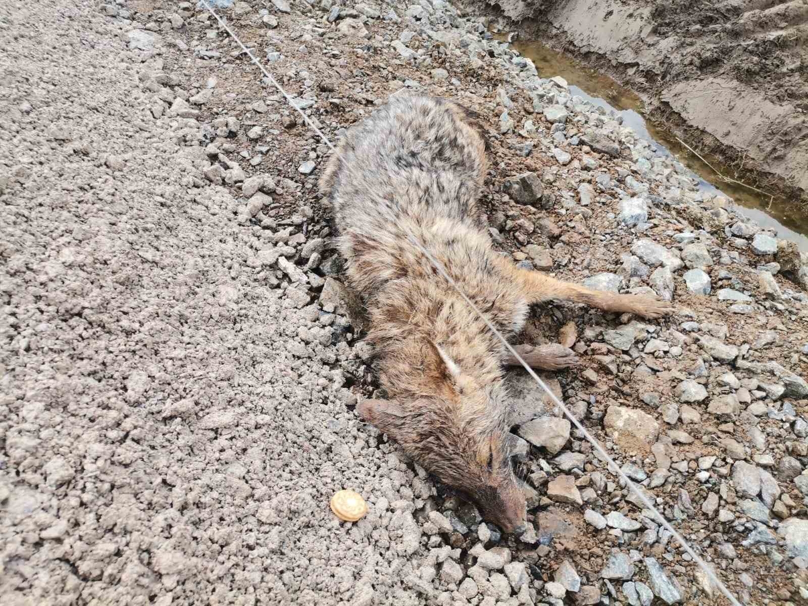 Kahramanmaraş'ta yaralı çakal kurtarıldı