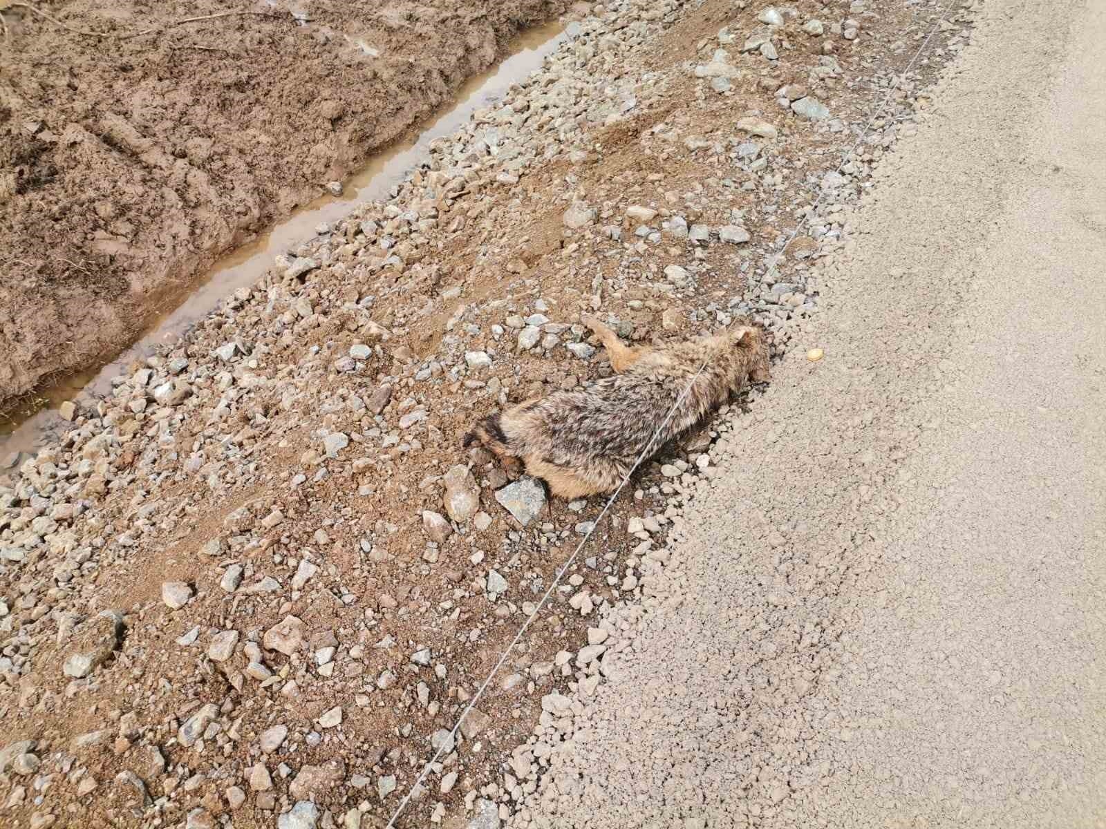 Kahramanmaraş'ta yaralı çakal kurtarıldı