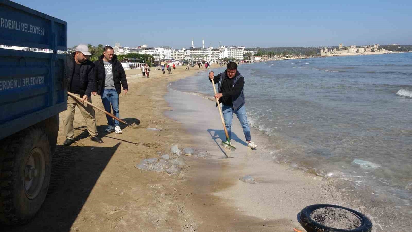 Zehirli sakın dokunmayın: Denizanaları sahilden toplanıyor