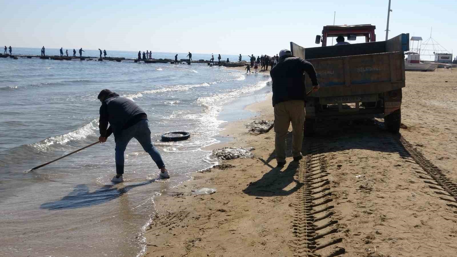 Zehirli sakın dokunmayın: Denizanaları sahilden toplanıyor