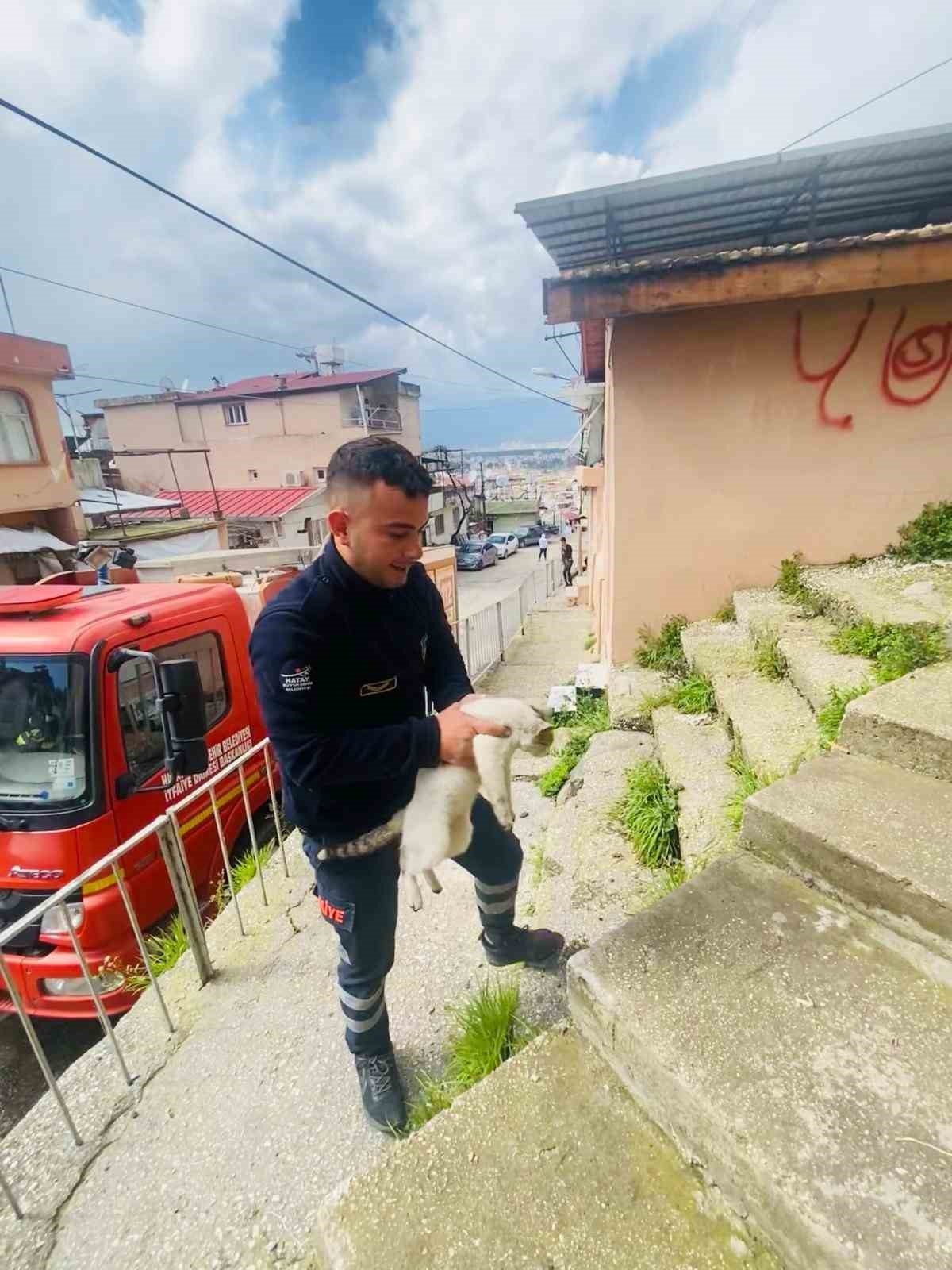 Mazgalın içerisinde mahsur kalan kediyi itfaiye ekipleri kurtardı