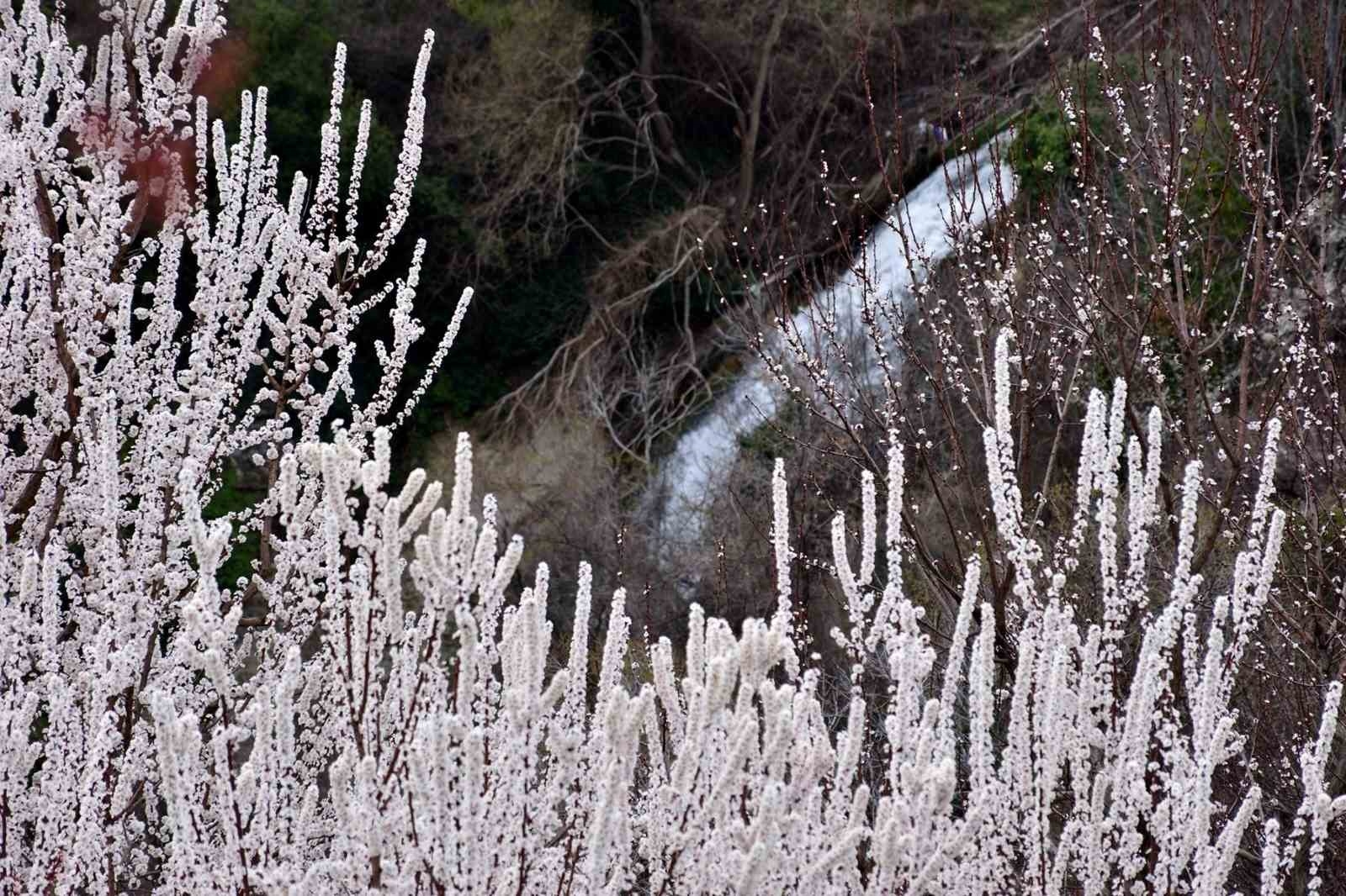 Mersin'de kayısı ağaçları görsel şölen sundu