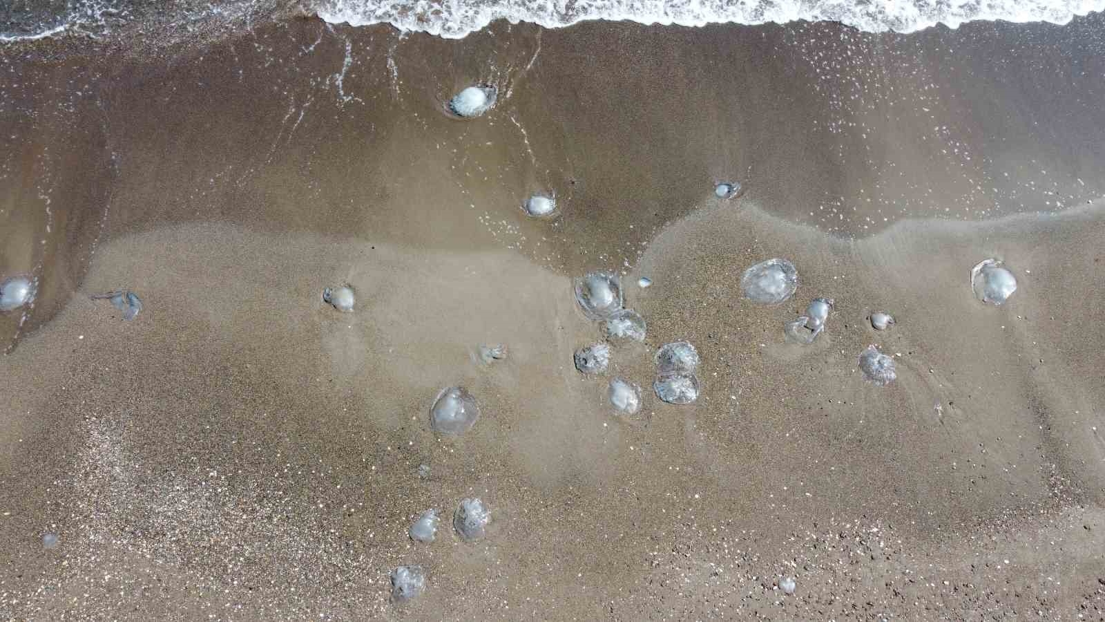 Mersin'de sahiller yeniden denizanası ile doldu
