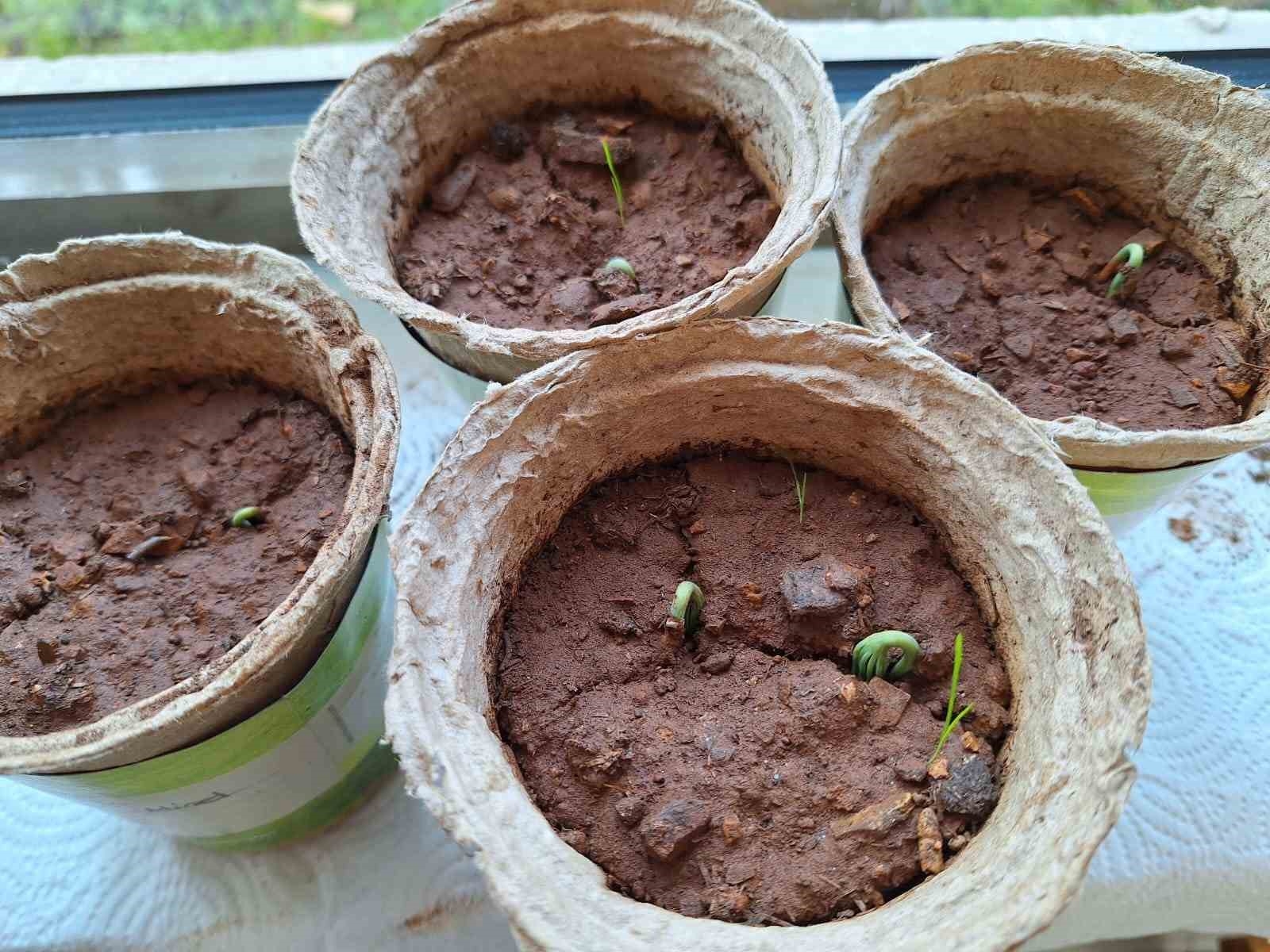 Öğrenciler yetişdikleri fidanları 21 Mart'ta toprakla buluşturacak