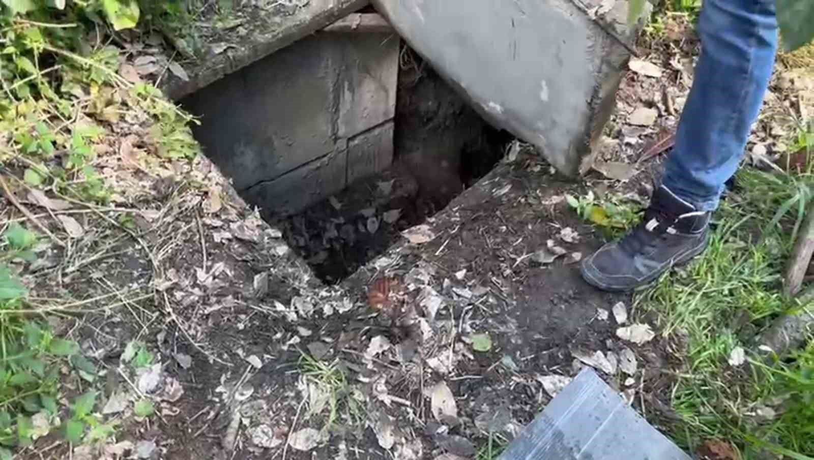 Sığınakta kurduğu sistemle kenevir yetiştirdi