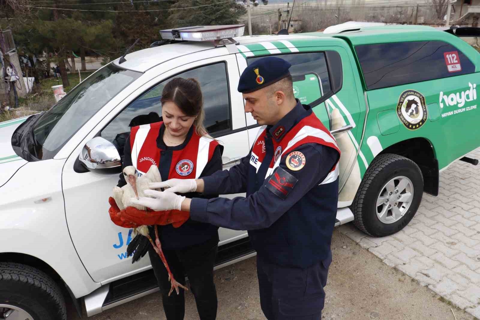 Yaralı leylek ekipler tarafından kurtarıldı