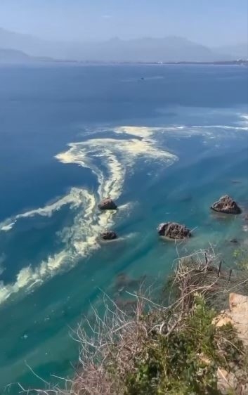 Antalya'da deniz kıyılarında tedirgin eden görüntüye uzmanından açıklama