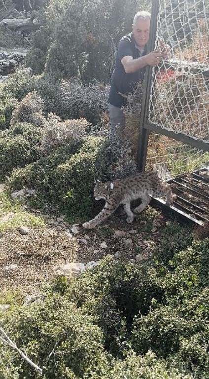 Antalya'da yakalanan Balkan vaşağı GPS ile takip edilecek
