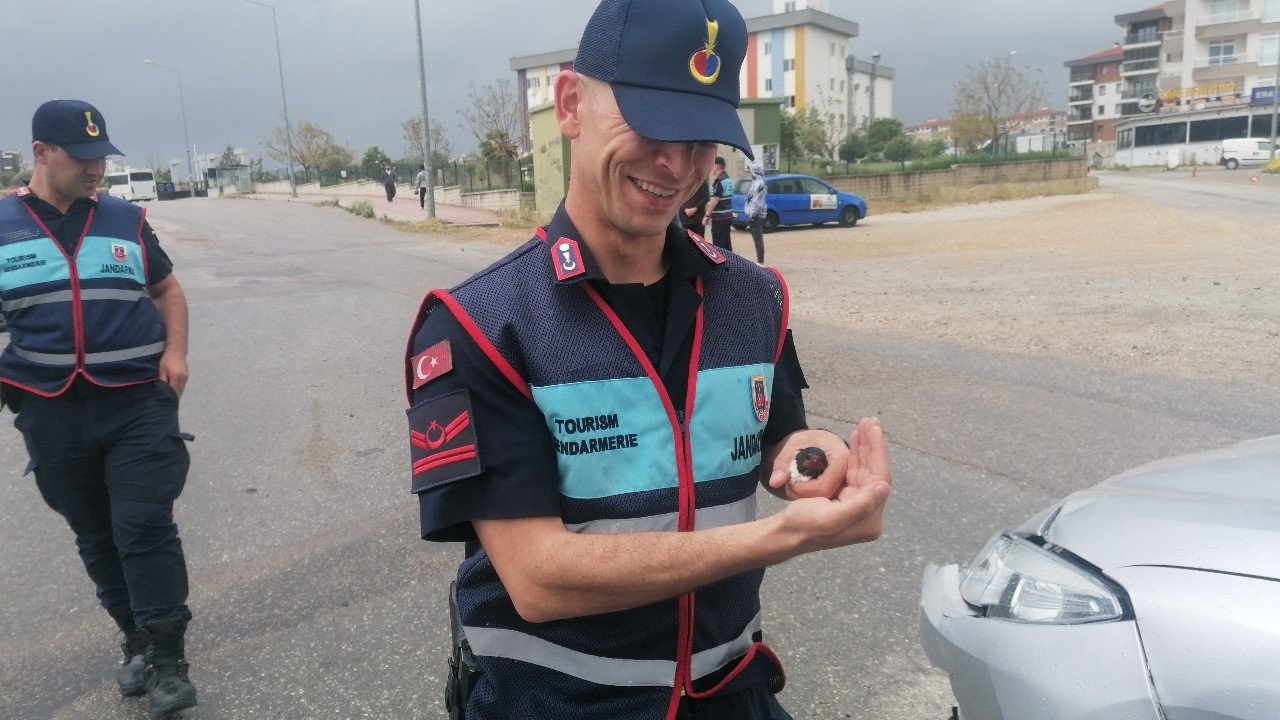 Bitkin düşen Kırlangıç'a jandarma şefkati