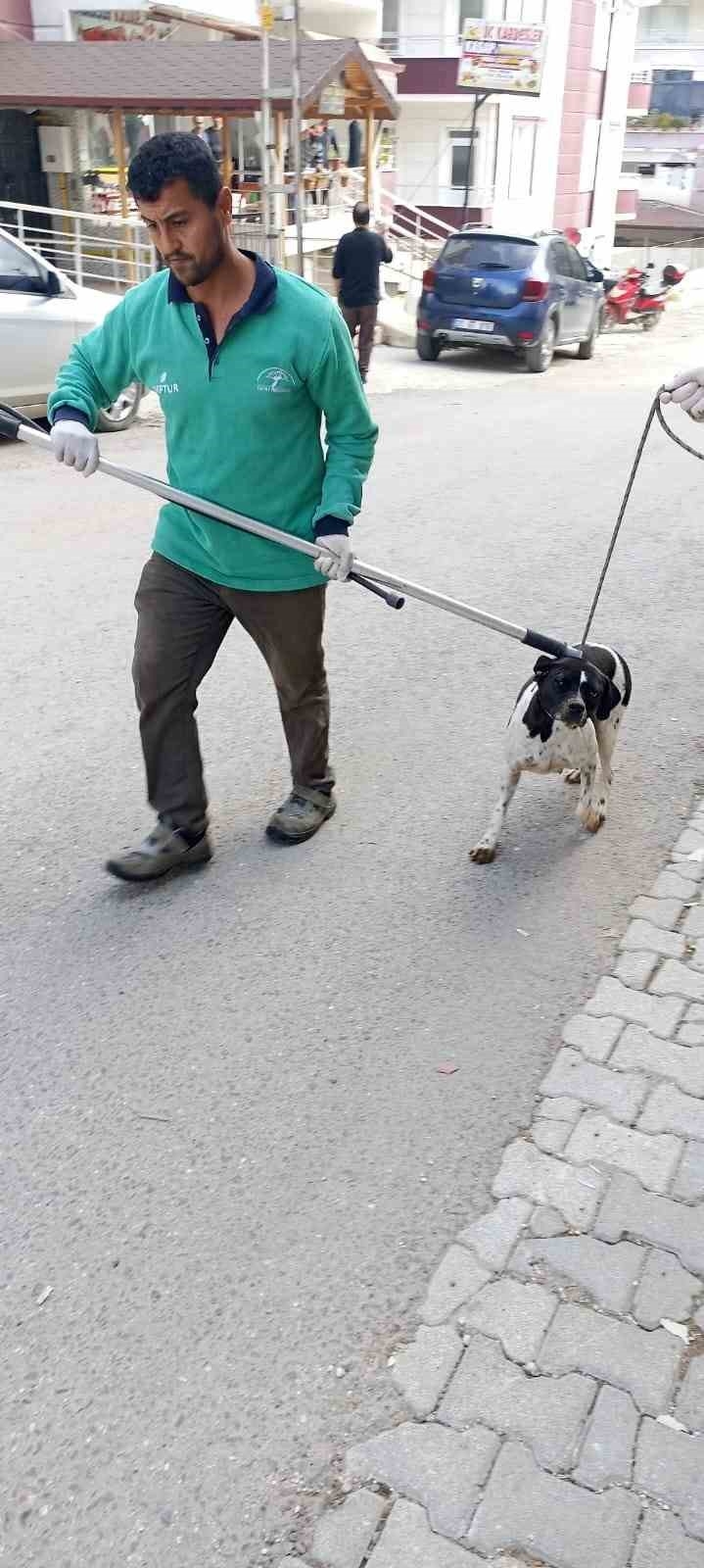 Hatay'da 'kuduz hastalığı' alarmı