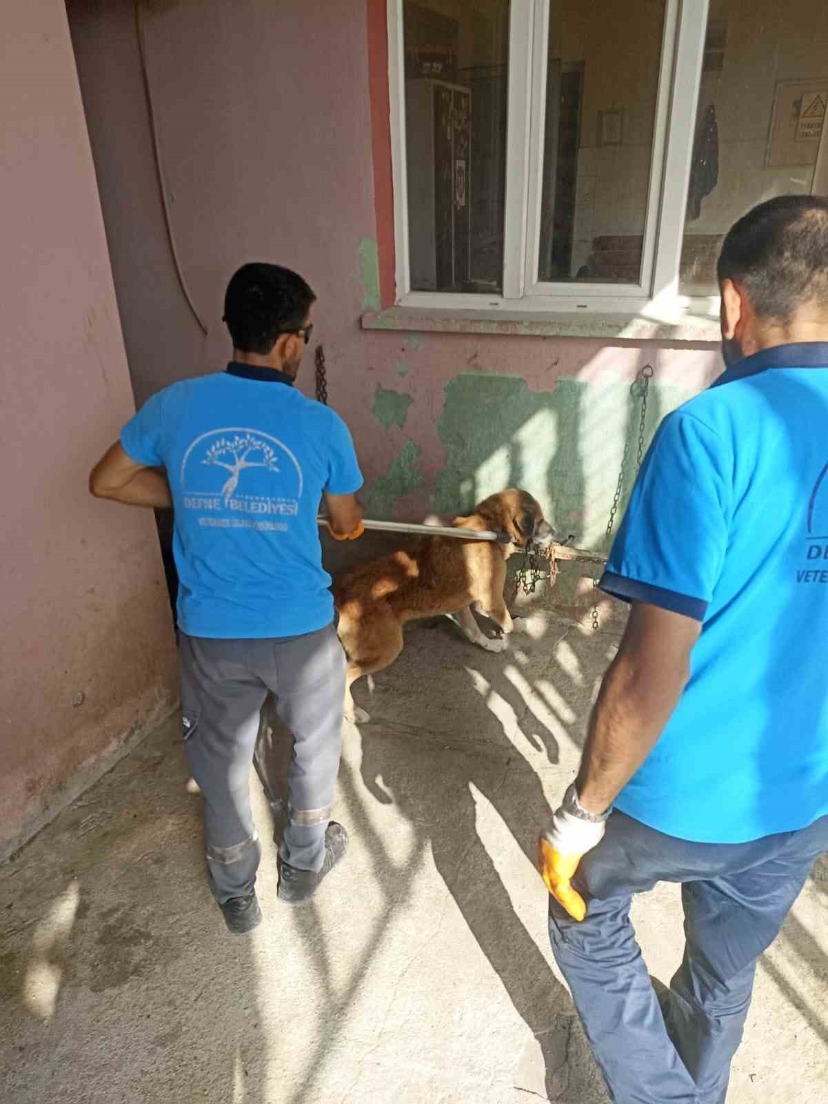 Hatay'da 'kuduz hastalığı' alarmı