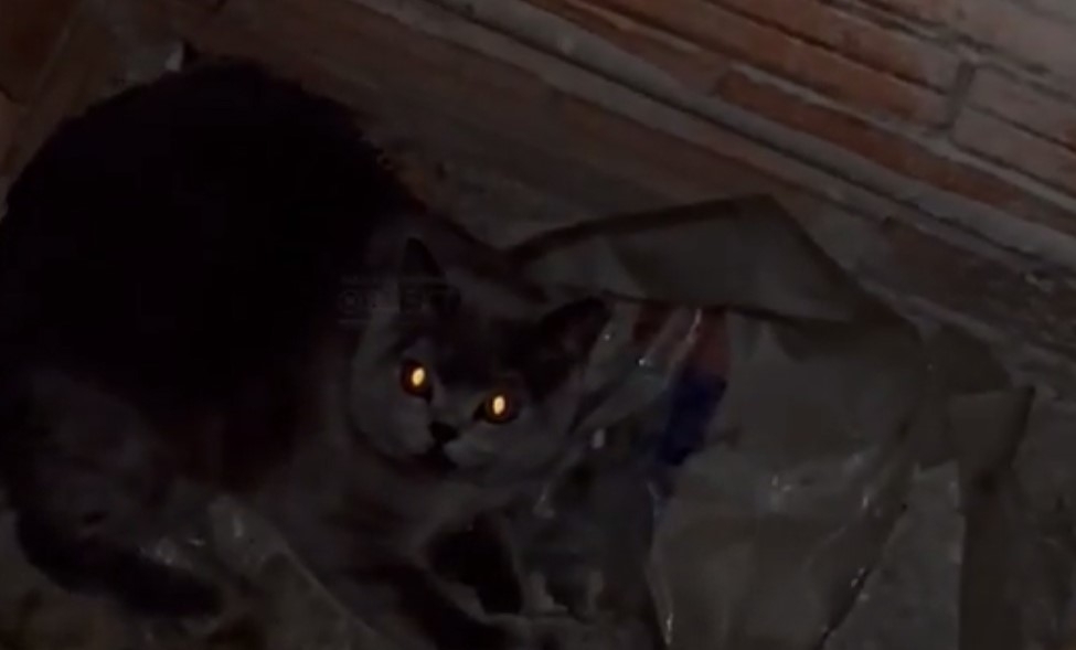 Havalandırma boşluğuna düşen kedi itfaiye ekiplerince kurtarıldı