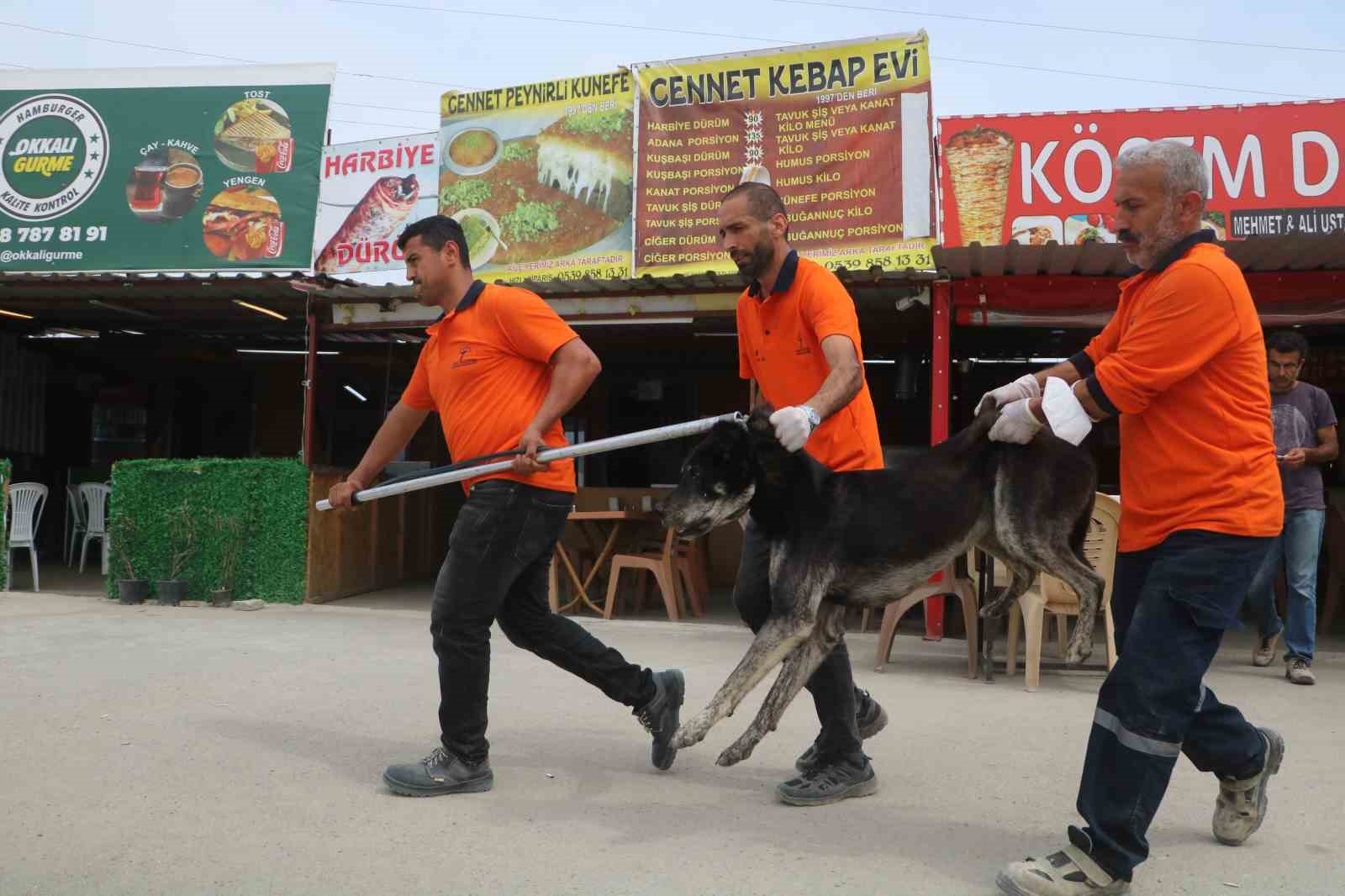 Kuduz hastalığı görülmesiyle karantinaya alınan bölgede sahipsiz hayvanlarla ekipler arasında yaşanan kovalamaca kamerada