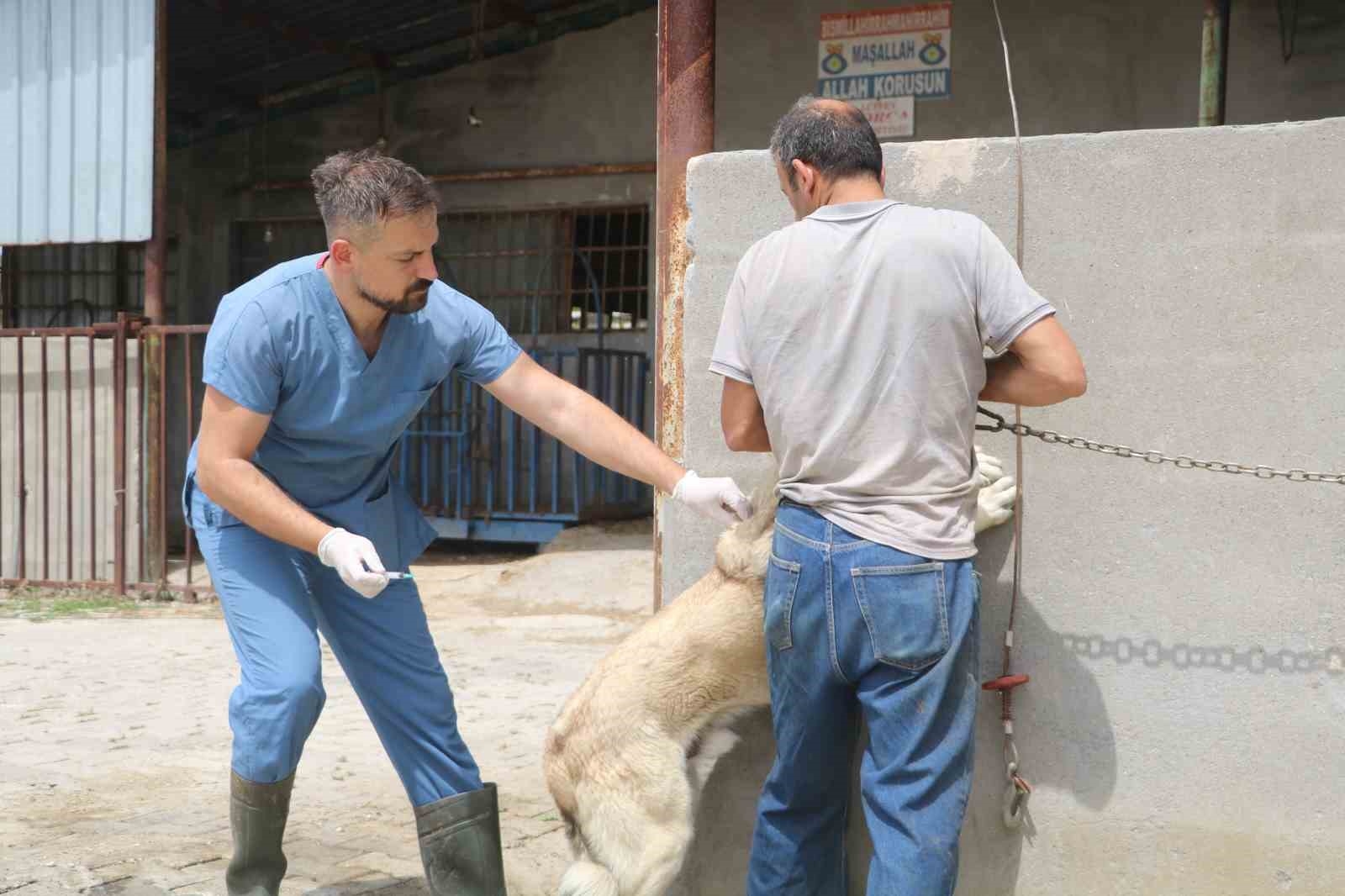 Kuduz hastalığı görülmesiyle karantinaya alınan bölgede sahipsiz hayvanlarla ekipler arasında yaşanan kovalamaca kamerada