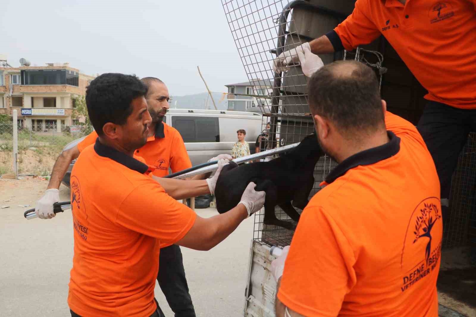 Kuduz hastalığı görülmesiyle karantinaya alınan bölgede sahipsiz hayvanlarla ekipler arasında yaşanan kovalamaca kamerada