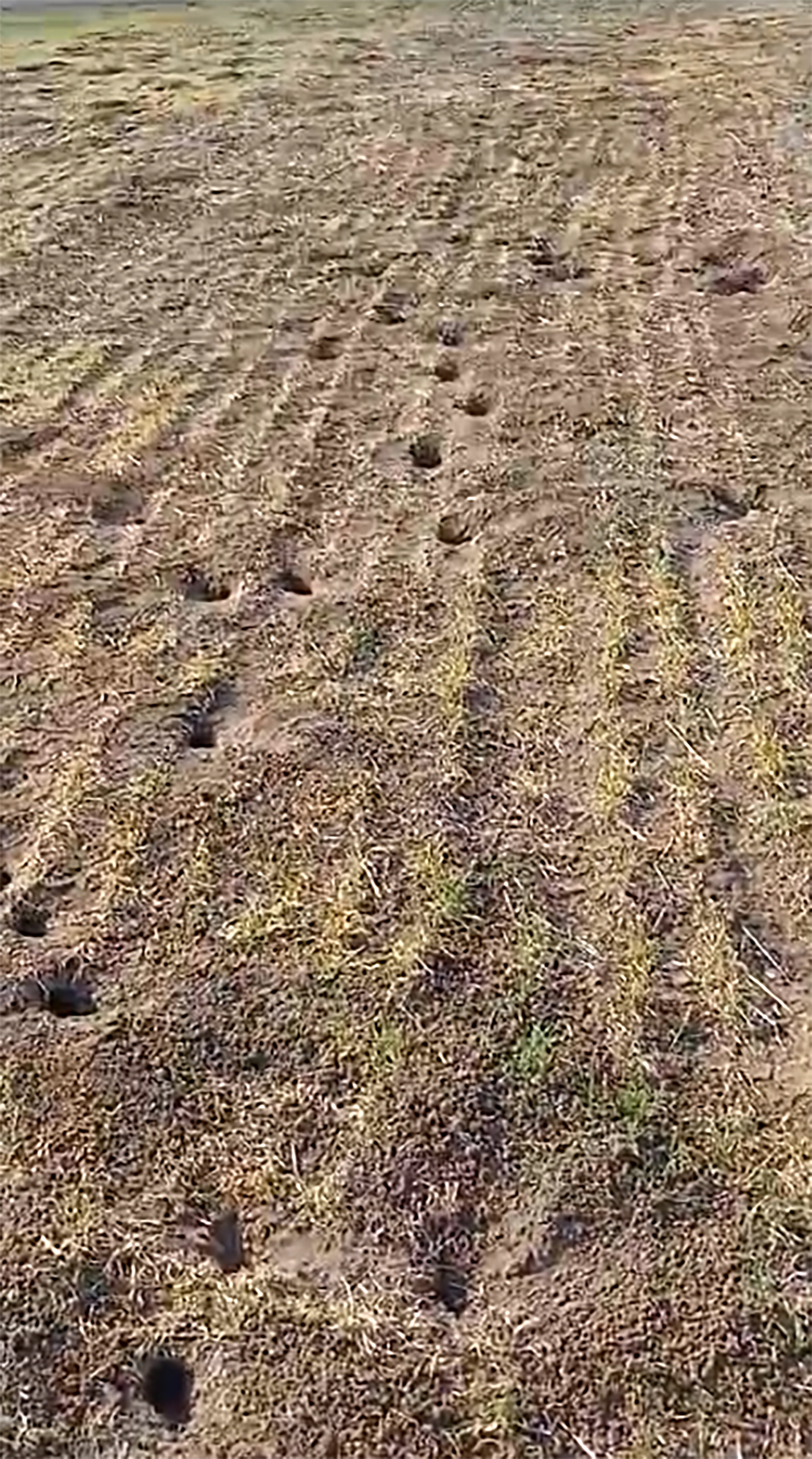 Tarlayı fareler bastı, üretici isyan etti