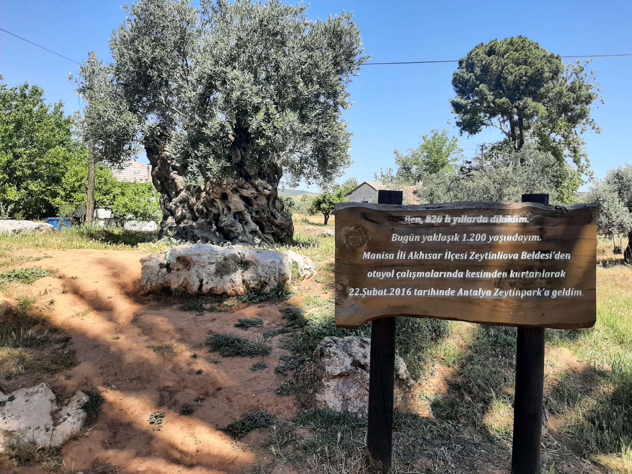 Antalya’nın göbeğinde doğal yaşam parkı: Zeytinpark