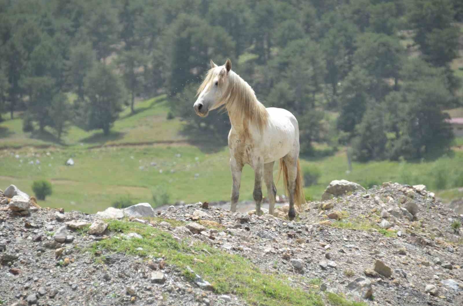 Antalya'nın yılkı atları