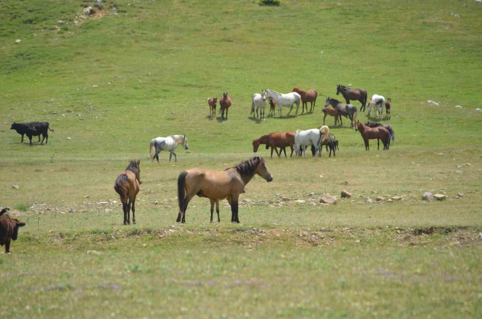 Antalya'nın yılkı atları