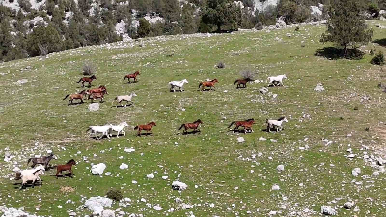 Antalya'nın yılkı atları