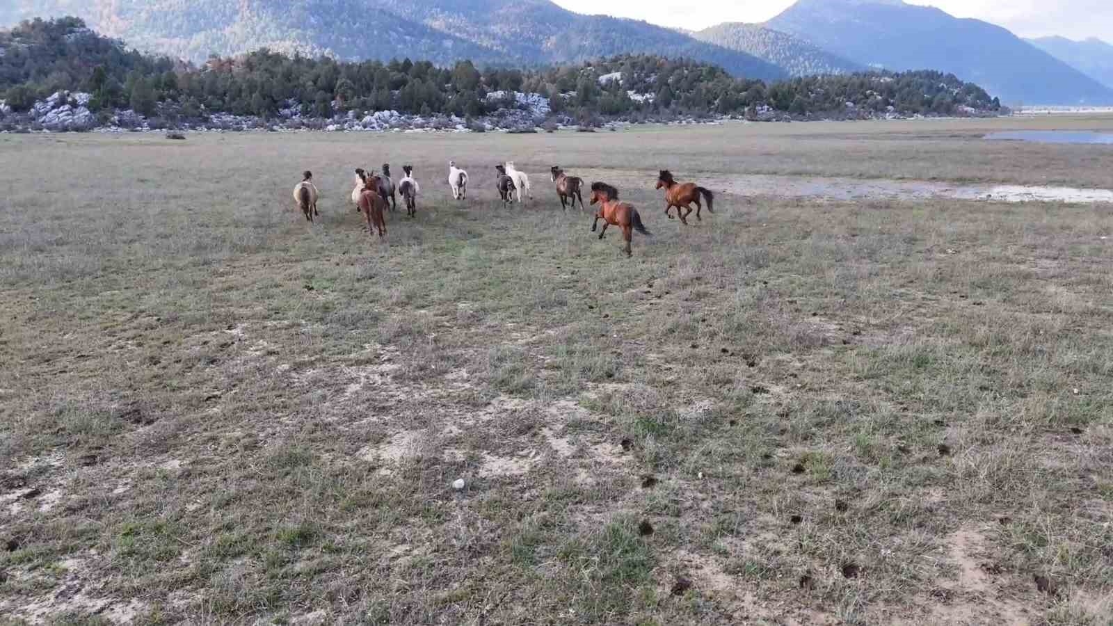 Antalya'nın yılkı atları