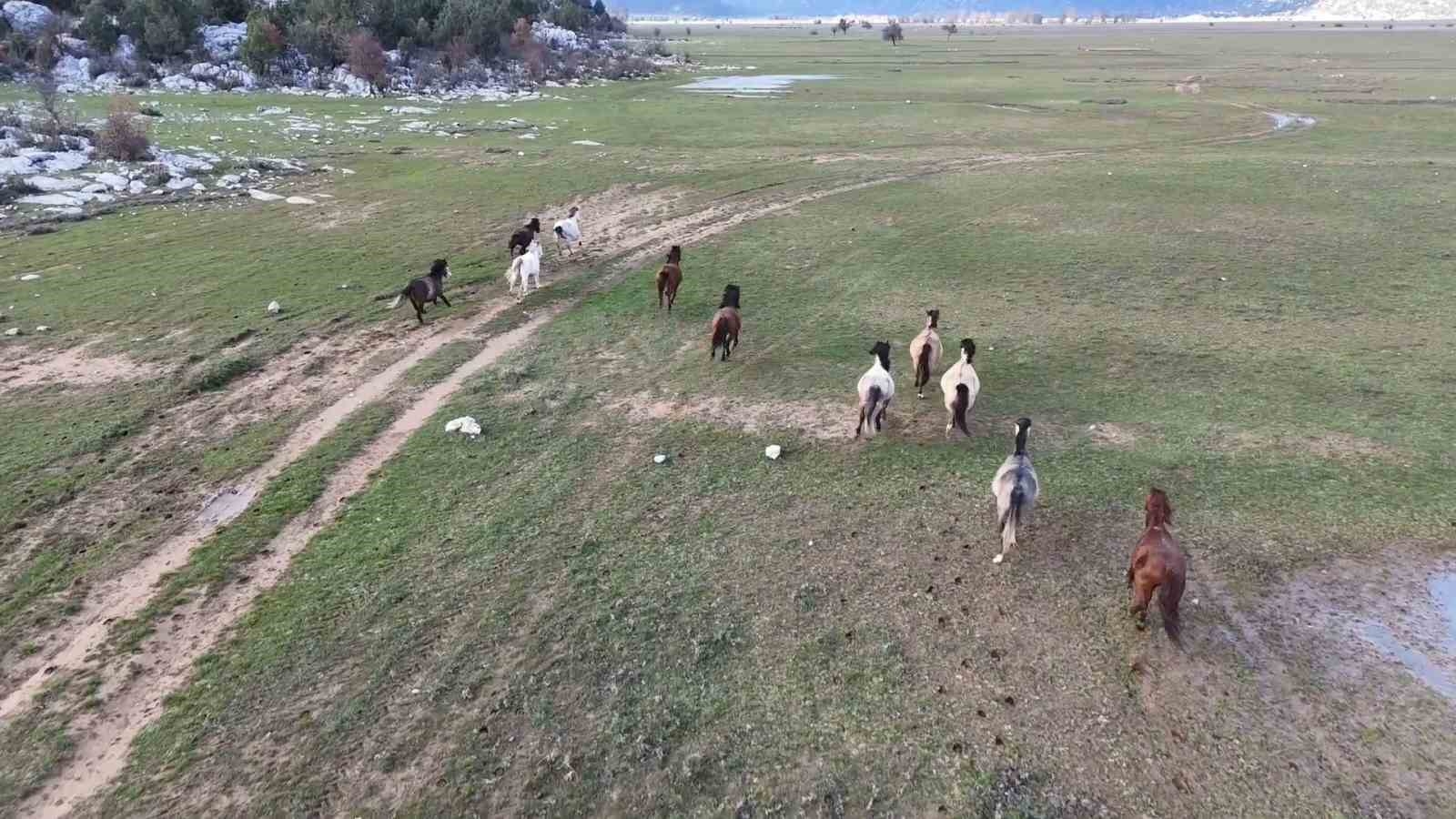 Antalya'nın yılkı atları