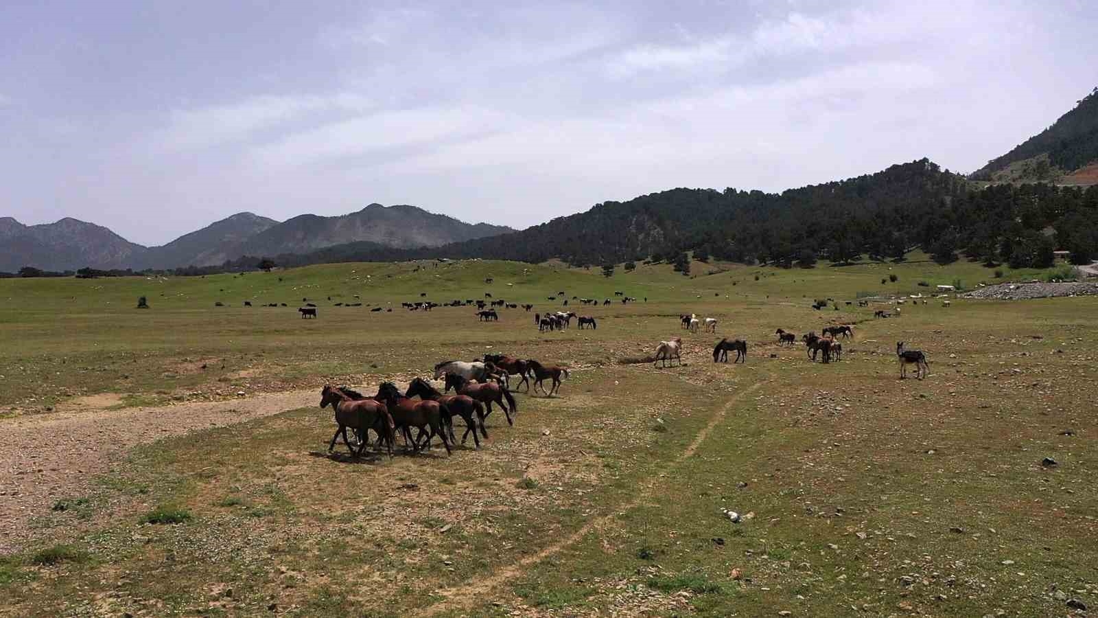 Antalya'nın yılkı atları
