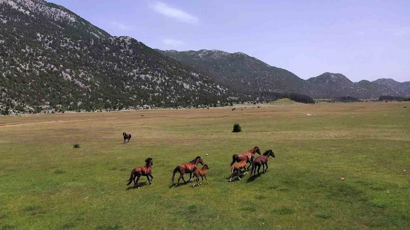 Antalya'nın yılkı atları