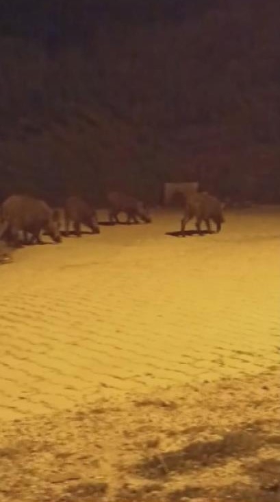 'Benden korkmuyorlar, alıştılar" diyen vatandaş, aç kalan domuzları köpek maması ve yemek artıklarıyla besliyor