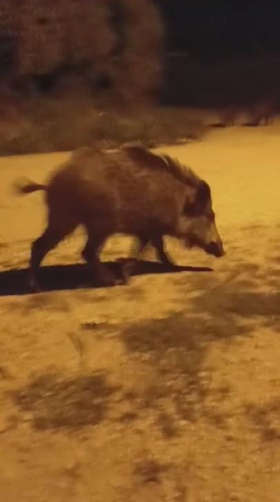 'Benden korkmuyorlar, alıştılar" diyen vatandaş, aç kalan domuzları köpek maması ve yemek artıklarıyla besliyor
