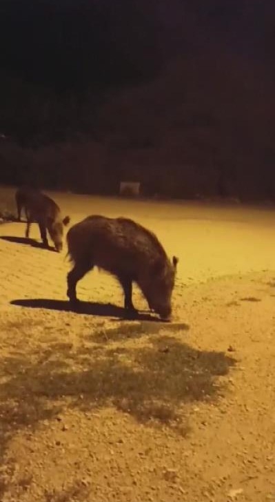 'Benden korkmuyorlar, alıştılar" diyen vatandaş, aç kalan domuzları köpek maması ve yemek artıklarıyla besliyor