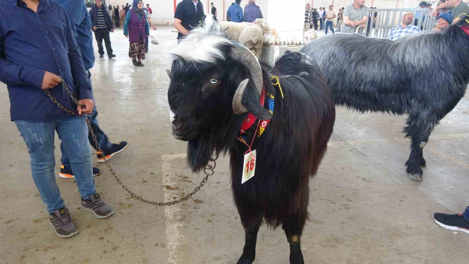 Burdur'da teke ve koçların güzellik yarışması renkli görüntülere sahne oldu