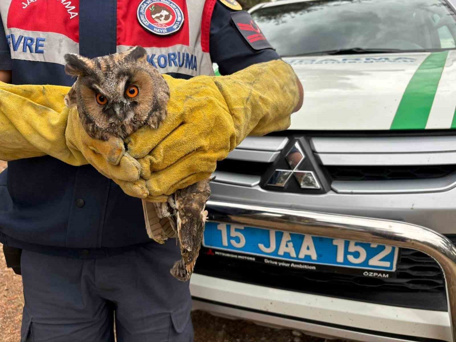 Burdur'da Yaralı Baykuş Jandarma Tarafından Kurtarıldı
