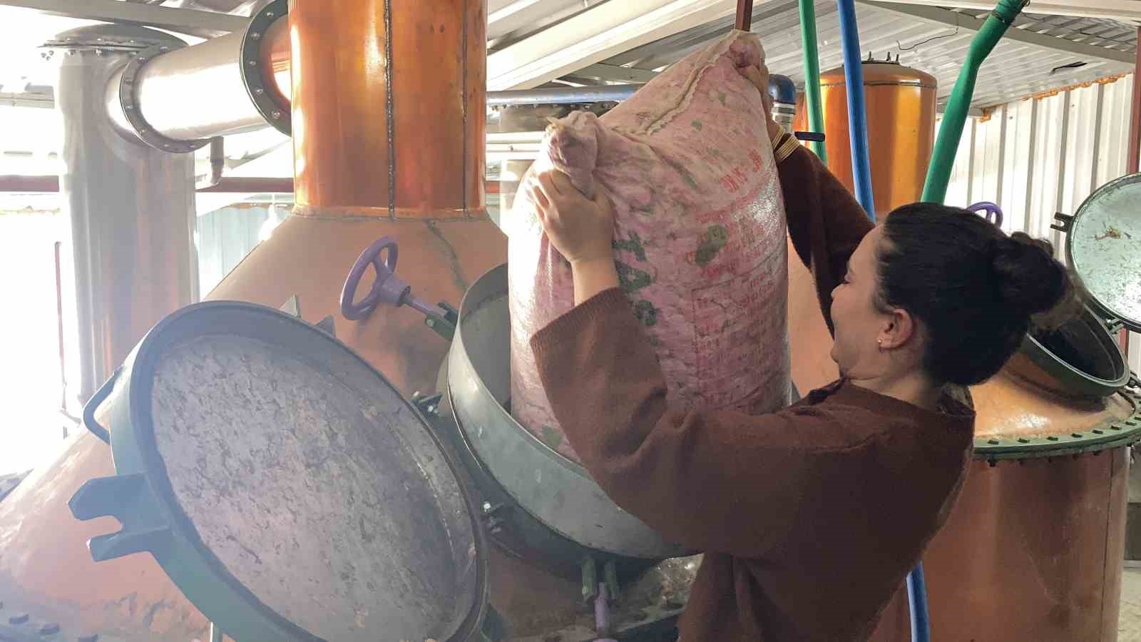Keçiperver Gül Tarlasında: Gül Hasadına Katıldı