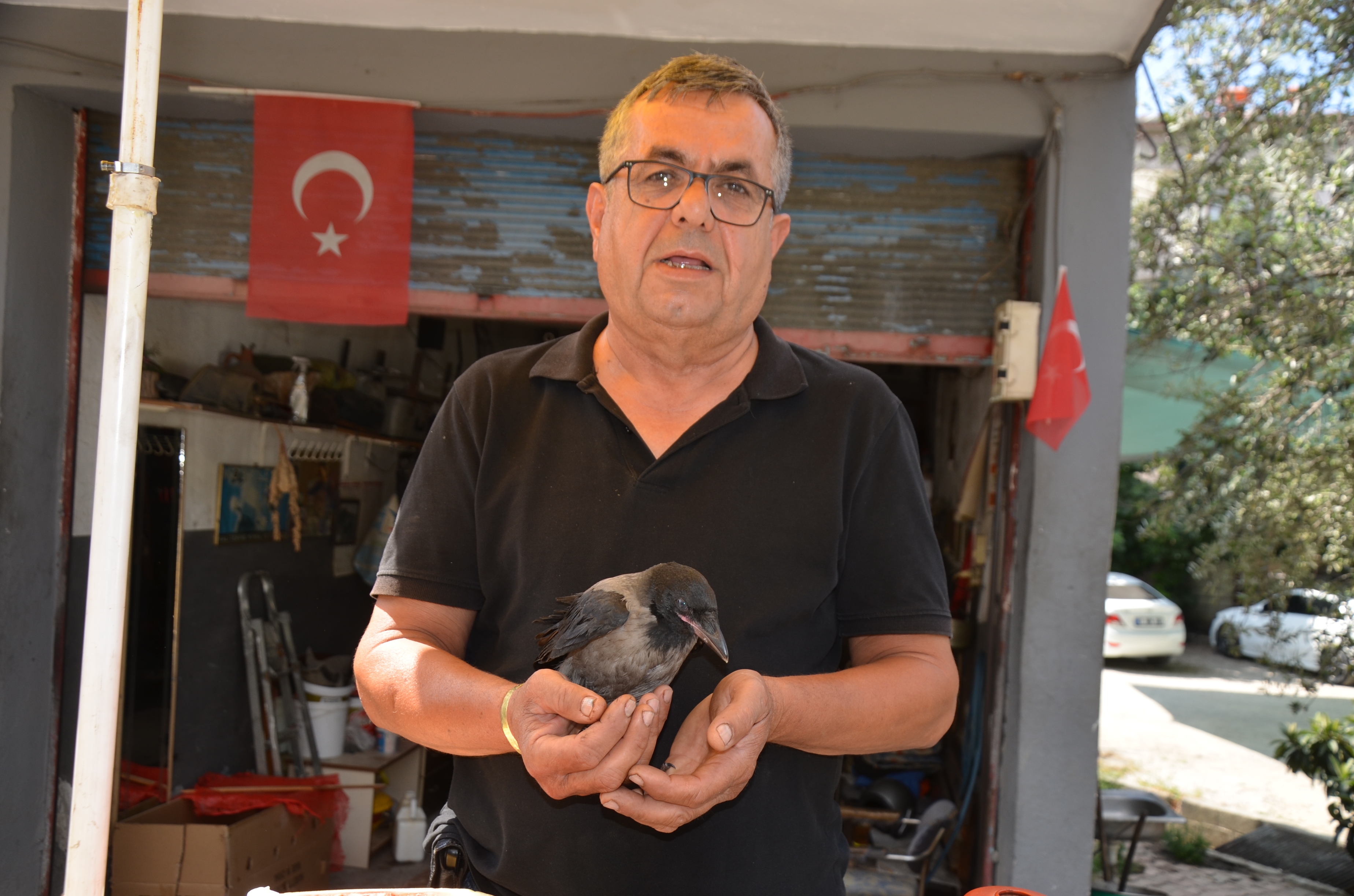 Uçamaz halde bulup, sahiplendiği yavru kargayı elleriyle besliyor