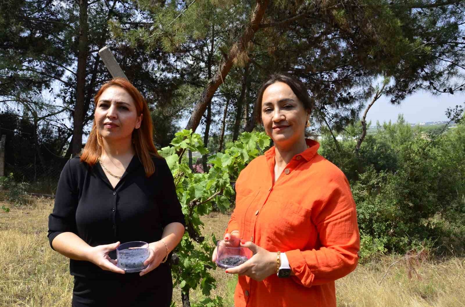 Üzüm bağlarının kuraklığa karşı direncini artıracak malzeme ürettiler