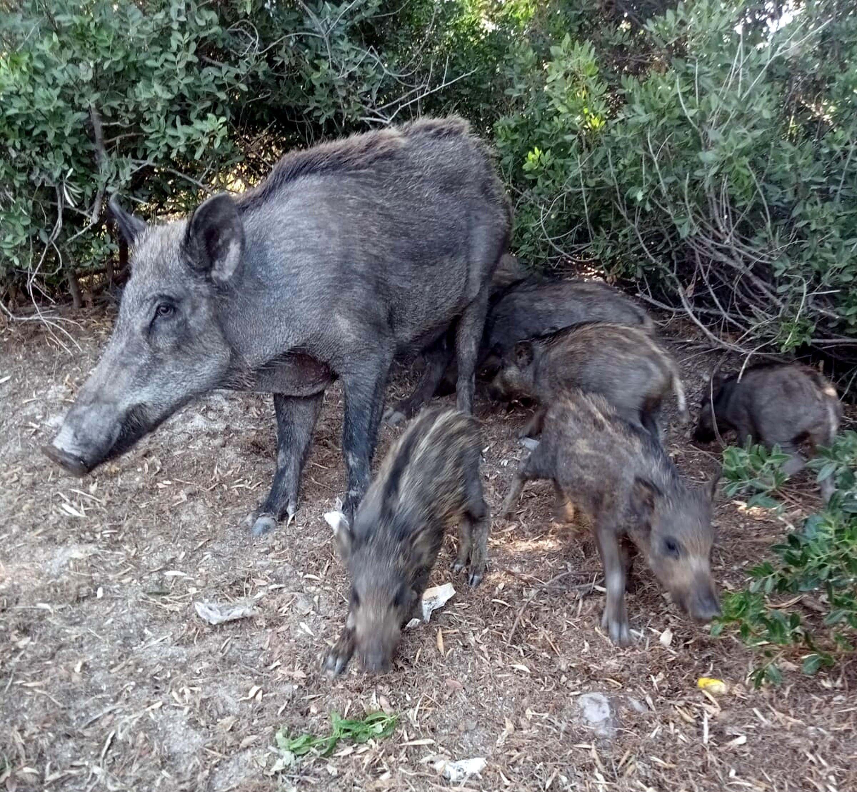 Bodrum, Marmaris ve Fethiye'de Yaban Domuzu Tehlikesi: Uyarı Geldi