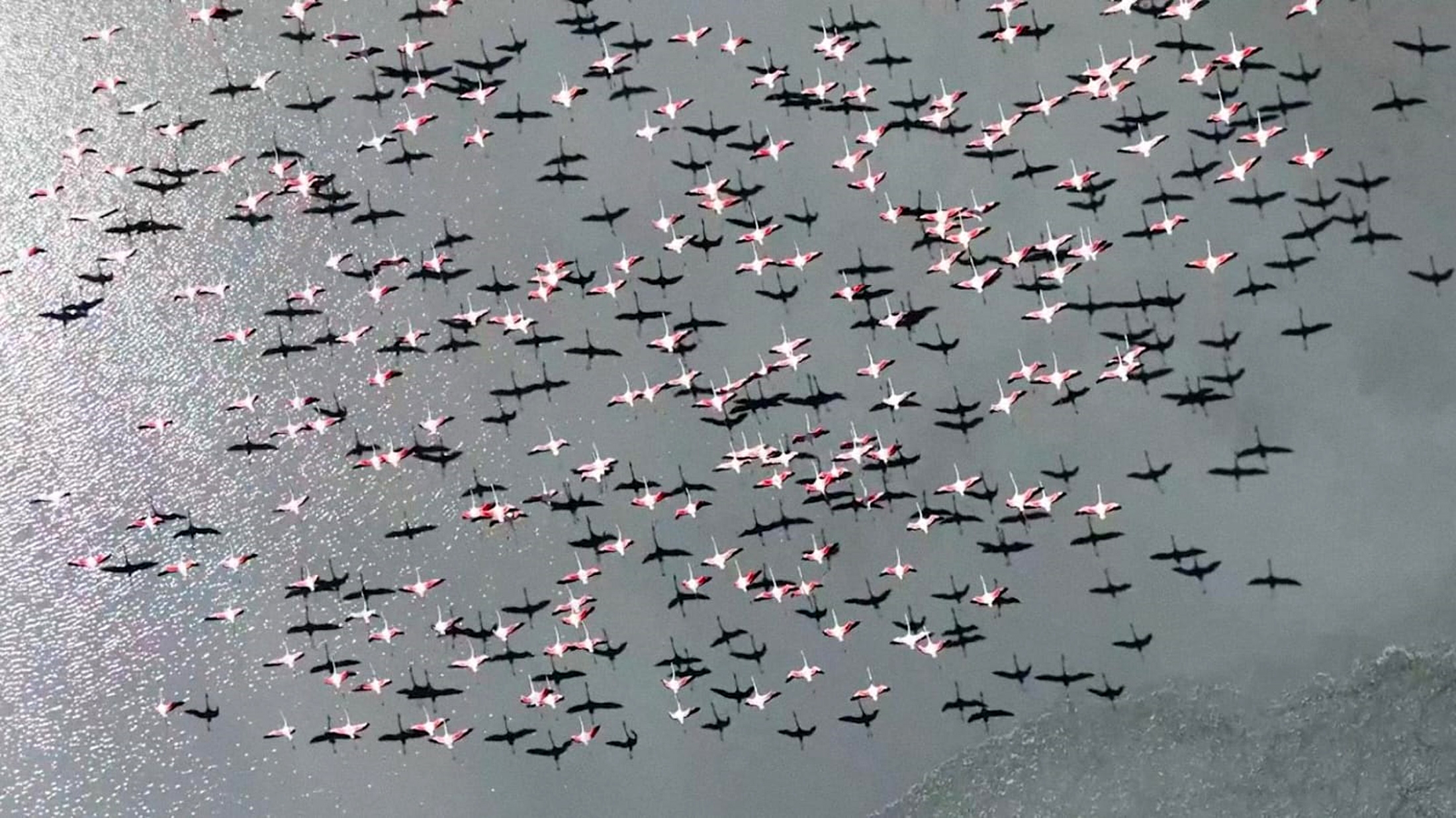 Yarışlı Gölü'nün misafirleri flamingolar, dronla görüntülendi