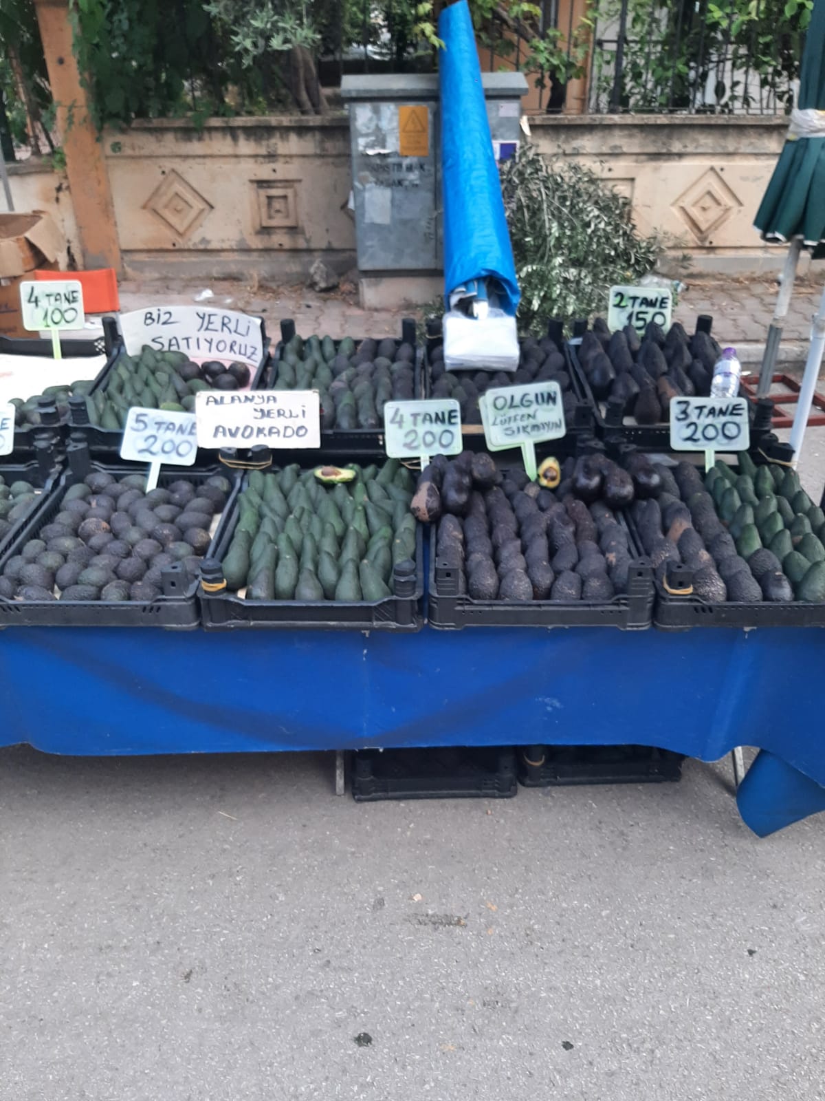 Avokado fiyatı cep yakıyor!