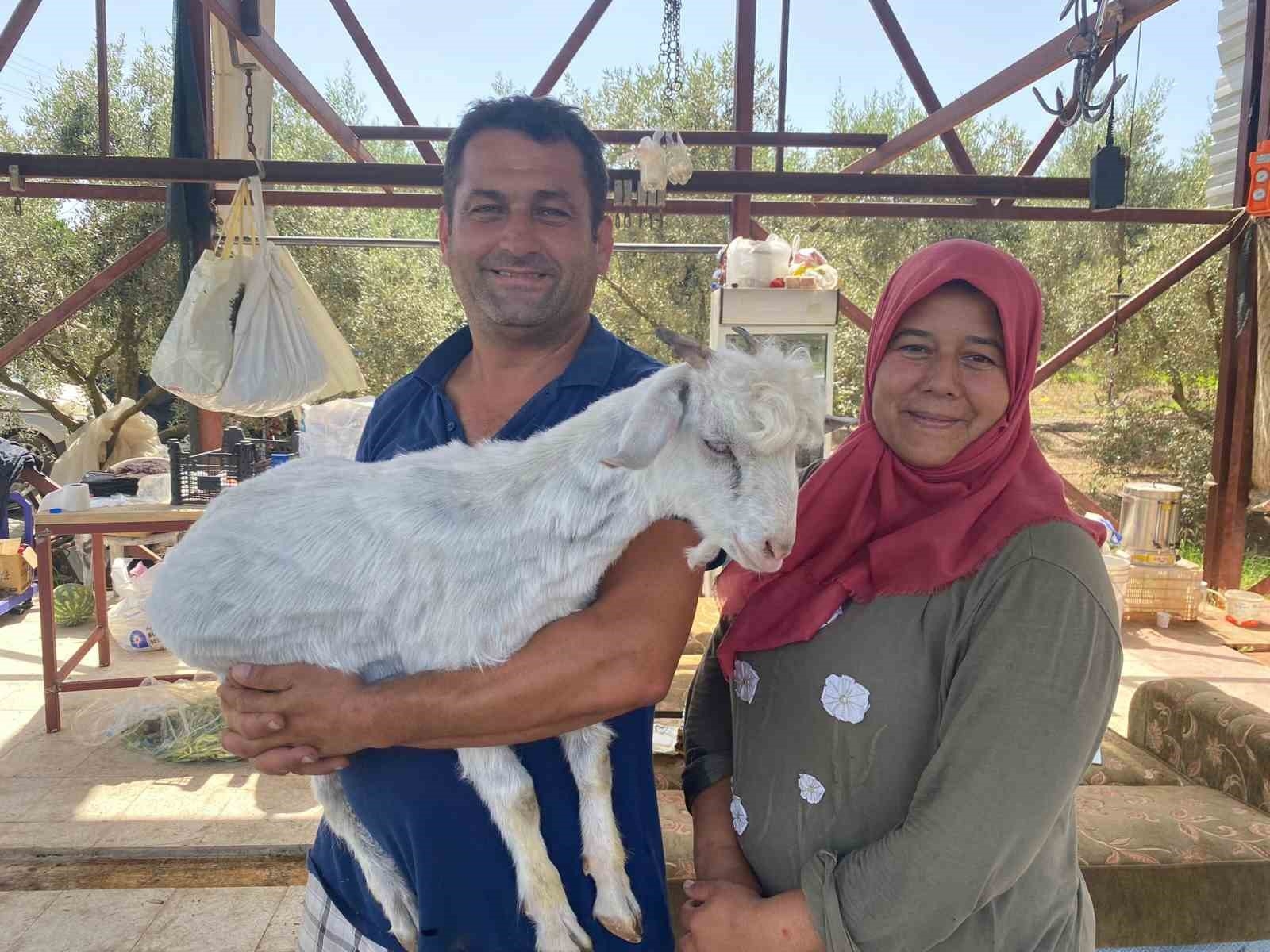 Annesi ölen oğlağı bebekleri yaptılar, altını bezleyip biberonla besliyorlar