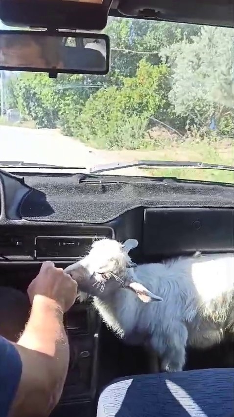 Annesi ölen oğlağı bebekleri yaptılar, altını bezleyip biberonla besliyorlar